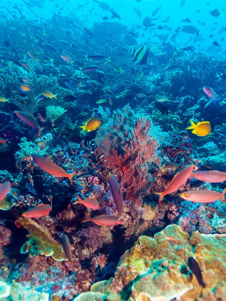 Paisagem subaquática com centenas de peixes — Fotografia de Stock