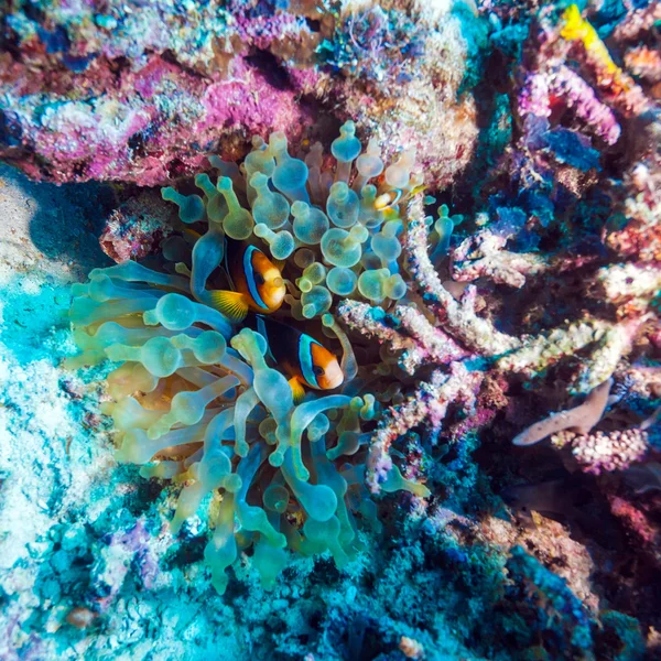 Τροπικά ψάρια κοντά πολύχρωμο κοραλλιογενή ύφαλο — Φωτογραφία Αρχείου