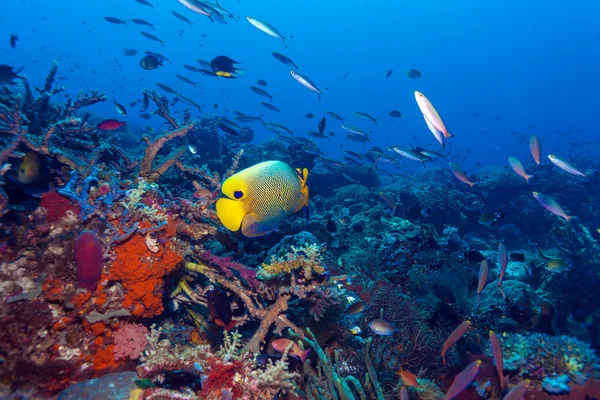 Peixes e fundo do mar do ecossistema — Fotografia de Stock