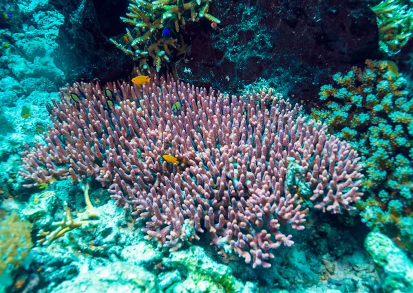 魚の何百もの水中風景 — ストック写真