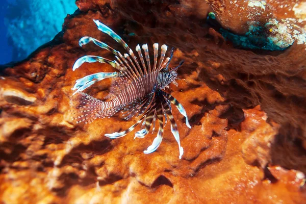 Peces tropicales cerca del colorido arrecife de coral — Foto de Stock