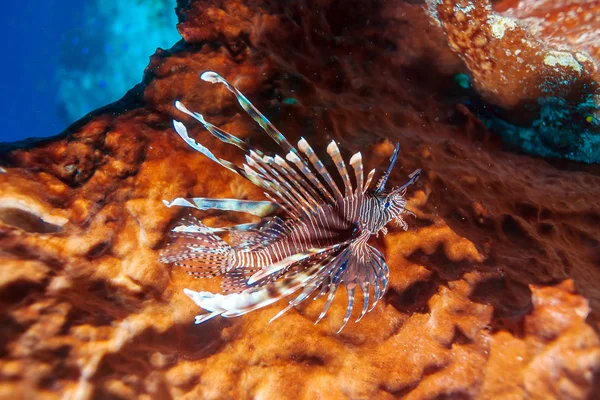 Tropische Fische in der Nähe farbenfroher Korallenriffe — Stockfoto