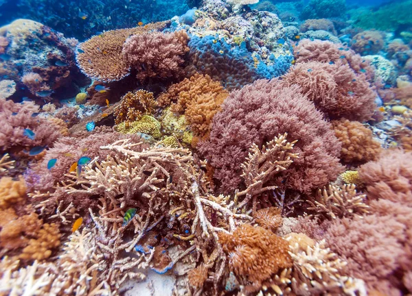 Színes trópusi, korallzátonyos táj — Stock Fotó