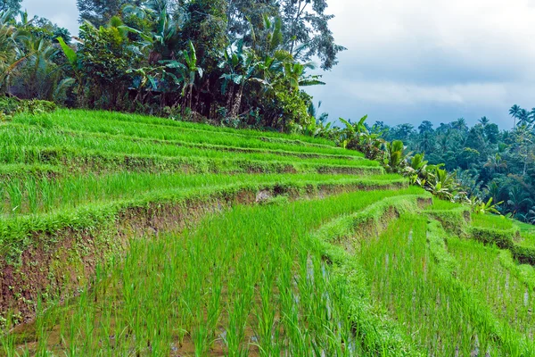 Krajobraz z pola ryżu i dżungla, bali — Zdjęcie stockowe