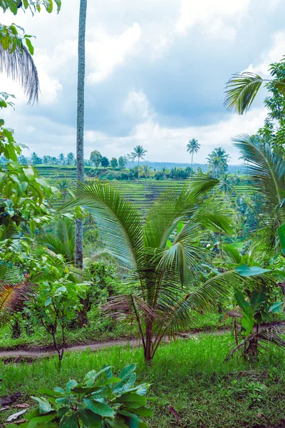Paisaje con campo de arroz y selva, Bali — Foto de Stock