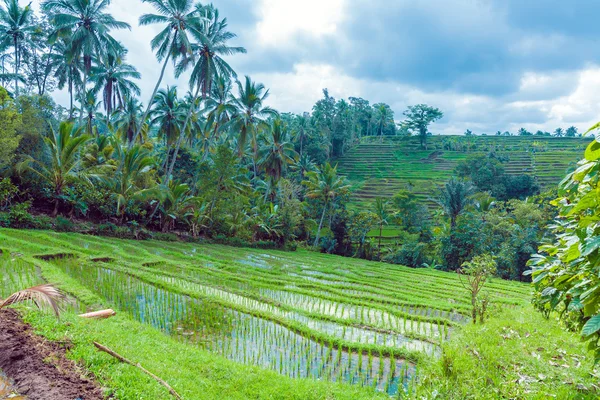 Landschaft mit Reisfeld und Dschungel, Bali — Stockfoto