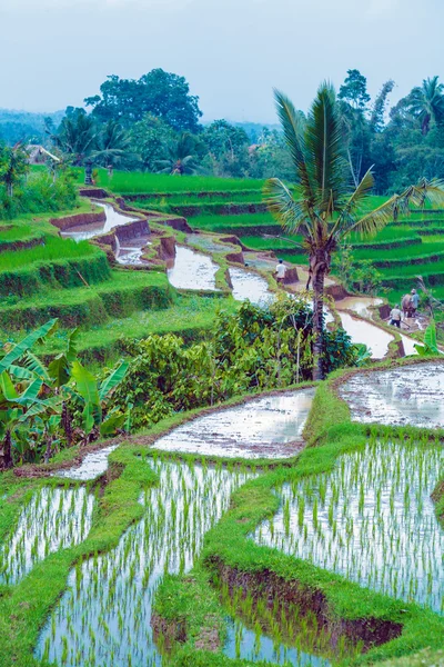 Paysage avec champ de riz et jungle, Bali — Photo