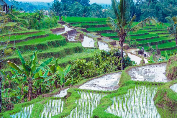 Paisaje con campo de arroz y selva, Bali — Foto de Stock