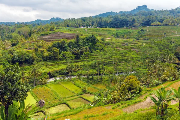 Selvas con río y campo de arroz, Bali —  Fotos de Stock