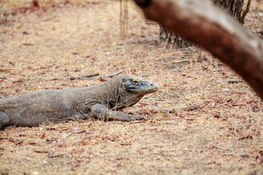 Büyük kertenkele Komodo Dragon vahşi 