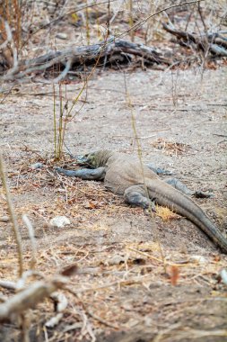 Büyük kertenkele Komodo Dragon vahşi 