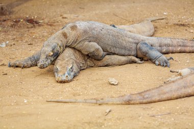 Büyük kertenkele Komodo Dragon vahşi 