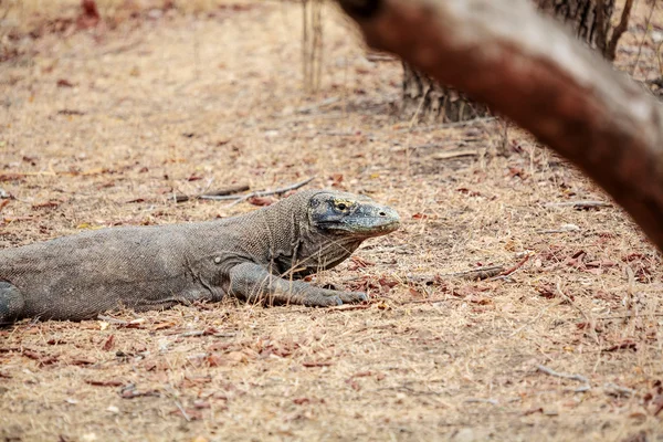 Kadal Terbesar Komodo Naga di Liar — Stok Foto