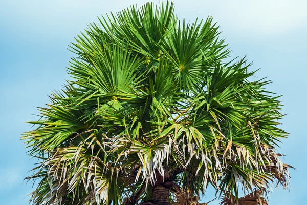 Primer plano de Palm en la isla de Komodo — Foto de Stock
