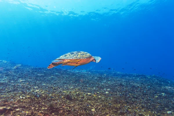 Green Sea Turtle near Coral Reef, Bali — Stock Photo, Image