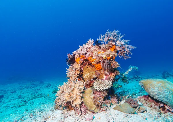 Tvrdé barevné korály na moři dno, Bali, Indonésie — Stock fotografie