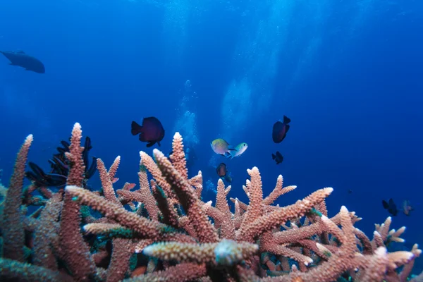 Paisagem subaquática com centenas de peixes — Fotografia de Stock