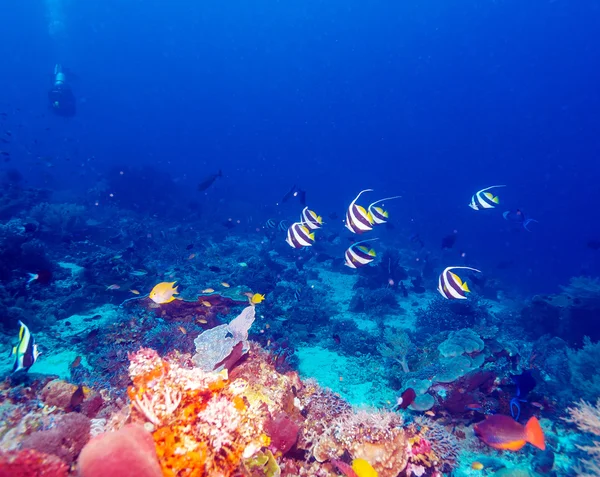 Podvodní krajina s Bannerfishes — Stock fotografie