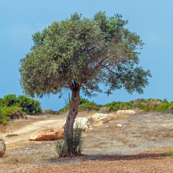 Оливковое дерево и поле для гольфа — стоковое фото