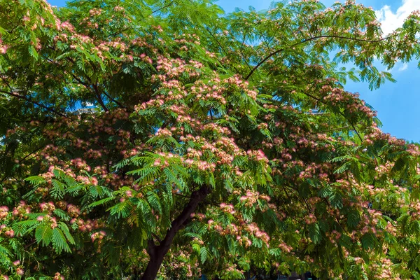 ペルシャの絹木 (ネムノキ) 花 — ストック写真