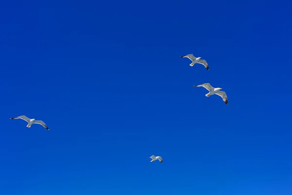 Gaivotas do mar voando no céu azul — Fotografia de Stock