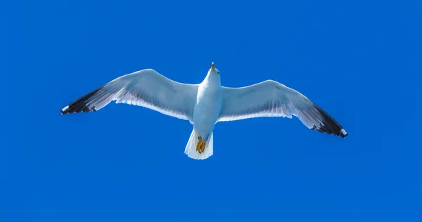 Flygande havsmås i blå himmel — Stockfoto