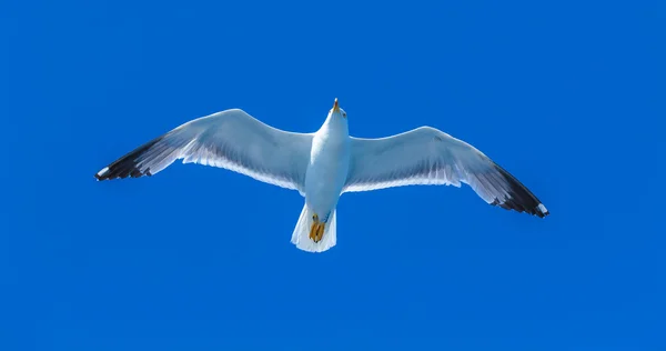 Mouette volante dans le ciel bleu — Photo