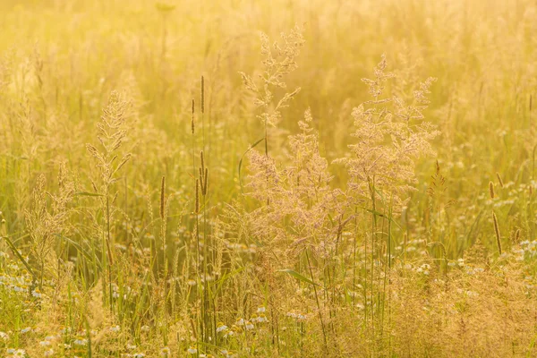 Nature beautiful background with field grass and yellow sunlight — Stock Photo, Image