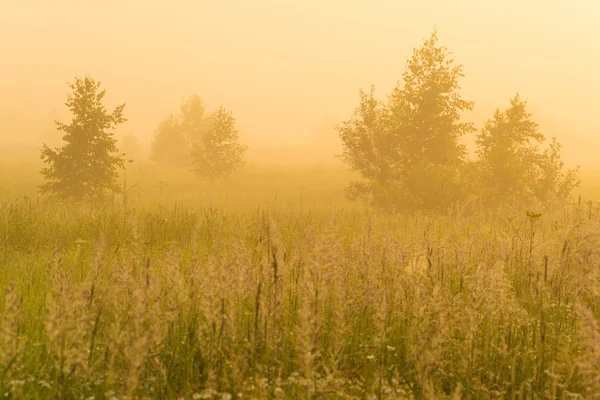 Soleil doré au-dessus du champ de campagne le matin — Photo