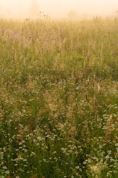 霧の草原の美しい自然の風景 — ストック写真