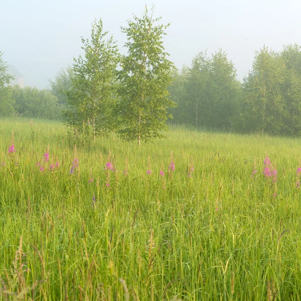 Beautiful nature landscape with foggy meadow — Stock Photo, Image