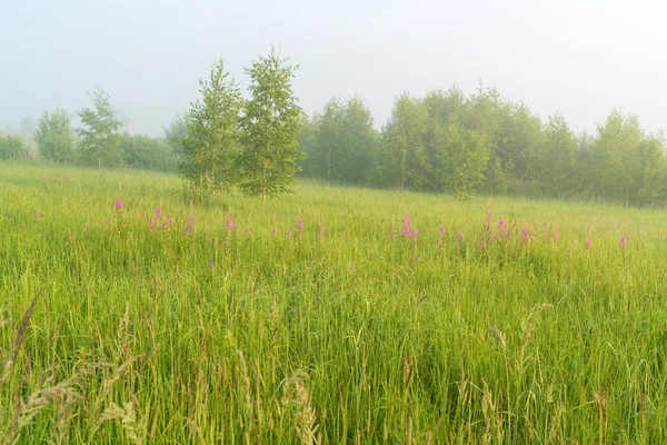Beautiful nature landscape with foggy meadow — Stock Photo, Image