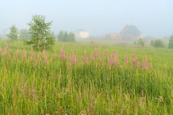 Beautiful nature landscape with homes and foggy meadow — Stock Photo, Image