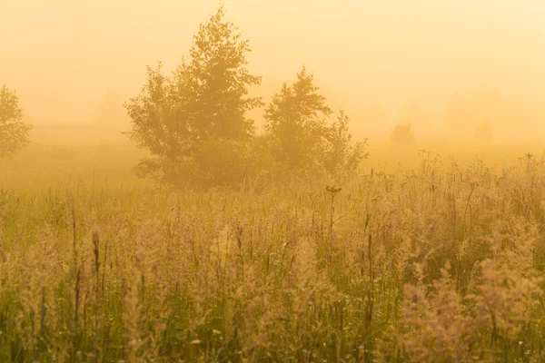 Soleil doré au-dessus du champ de campagne le matin — Photo