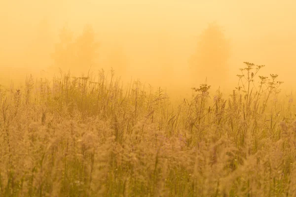 Golden sunshine above countryside field at morning — Stock Photo, Image