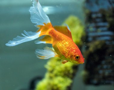 Kuyrukluyıldız veya kuyruklu yıldız uçlu goldfish (Carassius hava) akvaryum