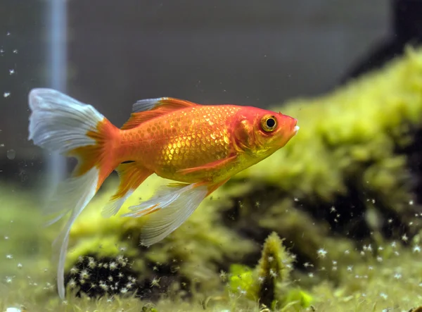 Comet or comet-tailed goldfish (Carassius auratus) in aquarium — Stock Photo, Image