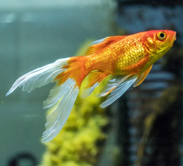 Comet or comet-tailed goldfish (Carassius auratus) in aquarium — Stock Photo, Image