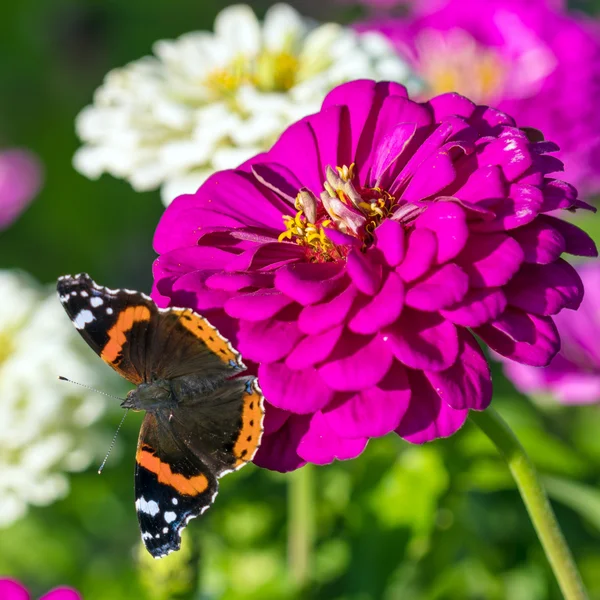 Red Admiral (Vanessa atalanta) butterfly on Zinnia elegans flowe — Stock Photo, Image