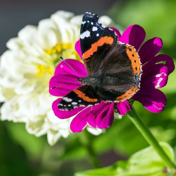 Red Admiral (Vanessa atalanta) butterfly on Zinnia elegans flowe — Stock Photo, Image