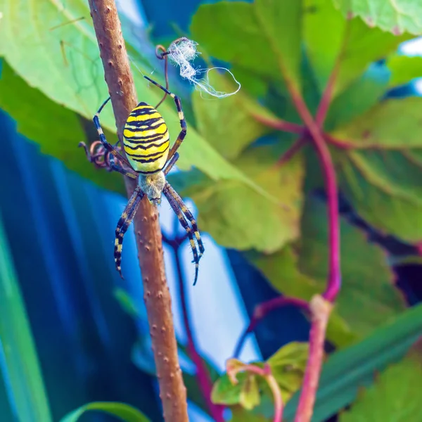The yellow striped venomous wasp spider (Argiope bruennichi) — Stock Photo, Image