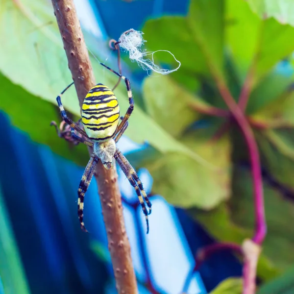 A aranha de vespa venenosa listrada amarela (Argiope bruennichi ) — Fotografia de Stock