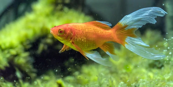 Comet or comet-tailed goldfish (Carassius auratus) in aquarium — Stock Photo, Image