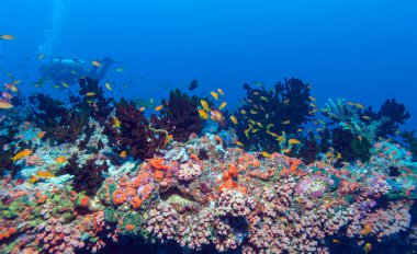 Balık okul yakınındaki mercan, Maldivler