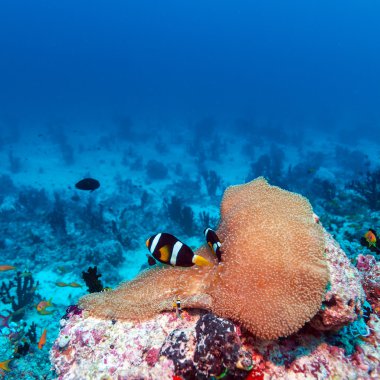 Palyaço balıkları Anemone yakınındaki çifti