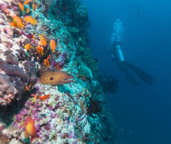 Гигантский морей (gymnothorax javanicus) и силуэт дайвера — стоковое фото