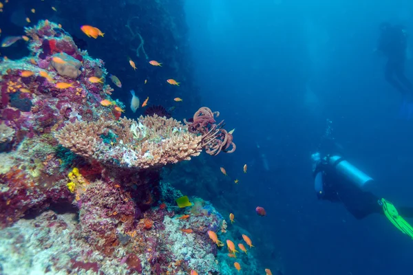 Coralli duri con mare Lillies, Maldive — Foto Stock
