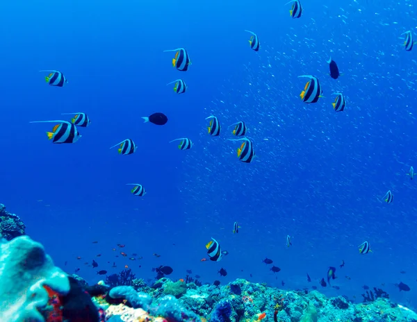 Many pennant coralfishes (Heniochus acuminatus) background — Stock Photo, Image