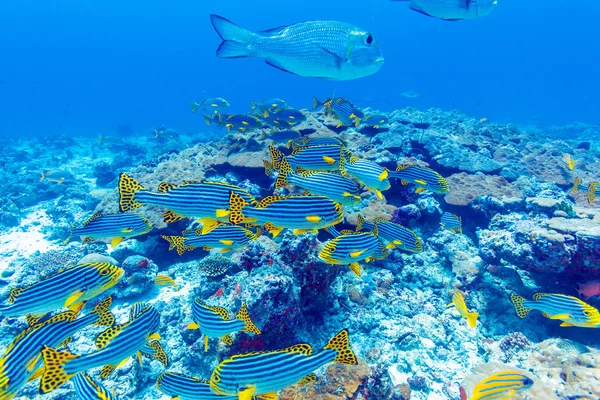 Skolan av fisk nära Coral Reef, Maldiverna — Stockfoto