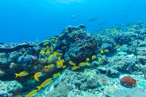 Scuola di Pesci Gialli, Maldive — Foto Stock